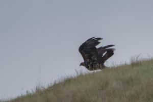 Golden eagle