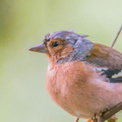 Chaffinch