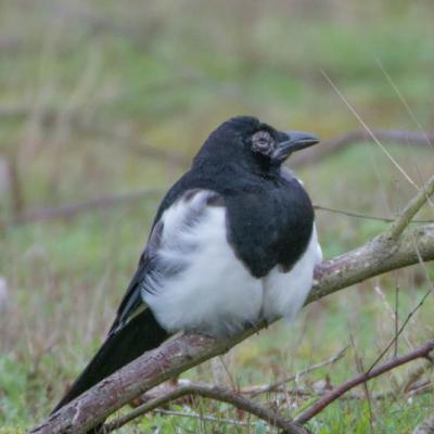 Magpie