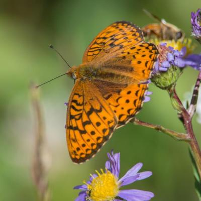 Atlantis fritillary