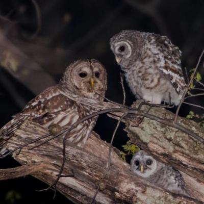 Barred owl family