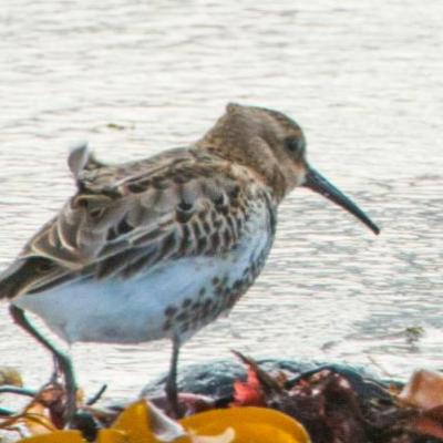 Dunlin