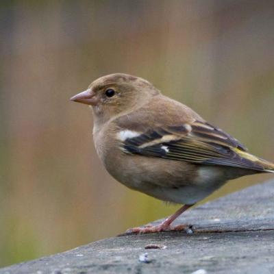 Female chaffinch
