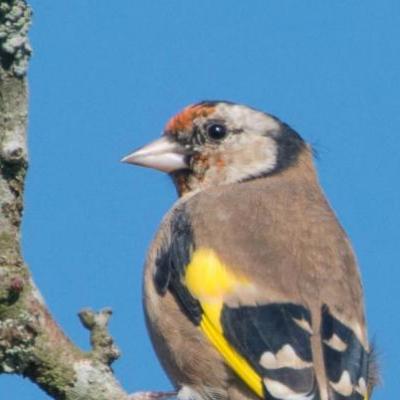 Goldfinch