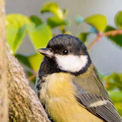 Great tit