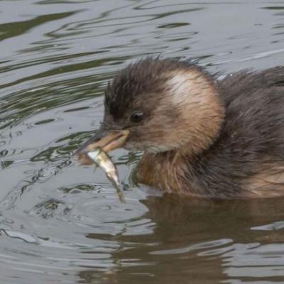 Little grebe