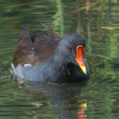 Moorhen