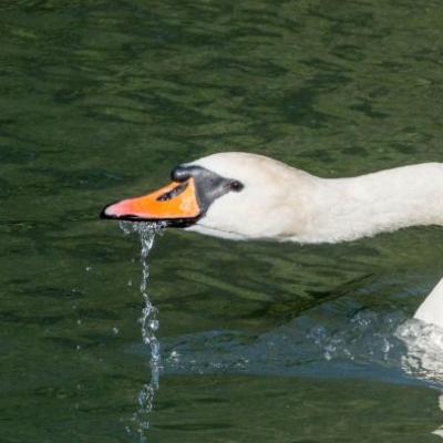 Mute swan 
