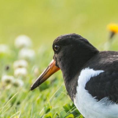 Oystercatcher