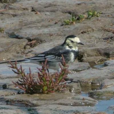 White/ pied wagtail