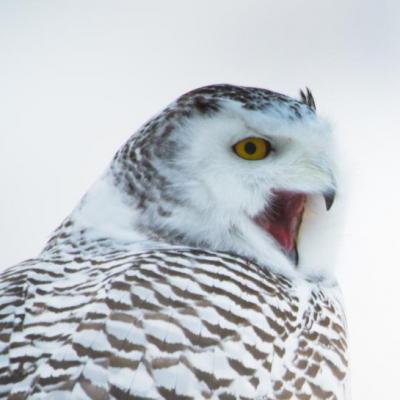 Snowy owl