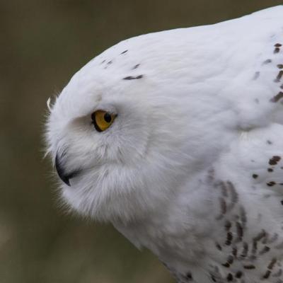 Snowy-owl