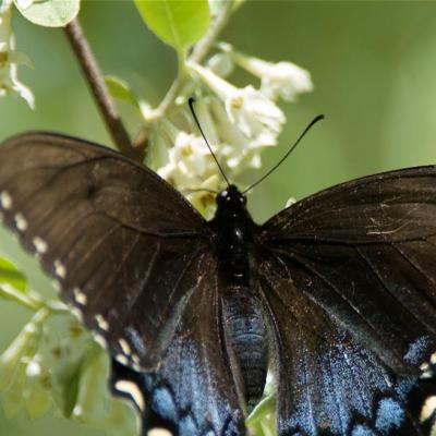 Black eastern tiger swallowtail