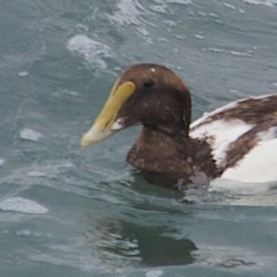 Common eider