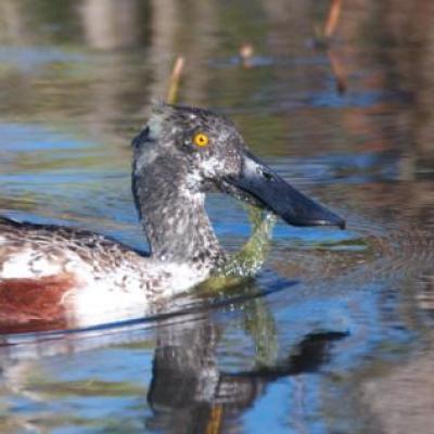 Northern shovelled - male
