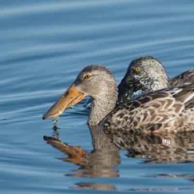 Northern shovelers