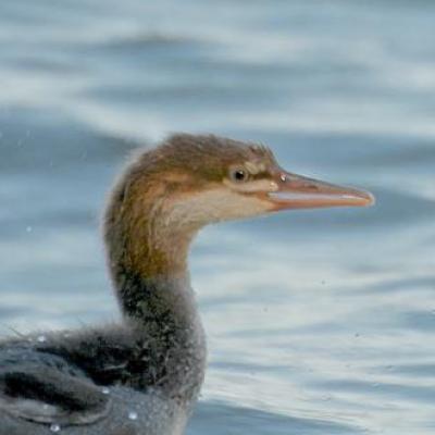 Merganser ducklings, chased by common loon