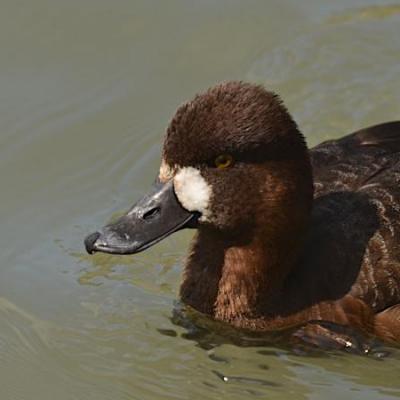 Lesser scaup female