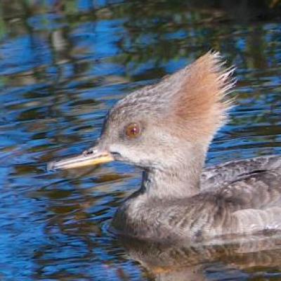 Hooded mergansers