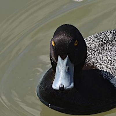 Scaup