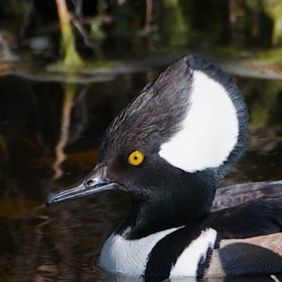 Hooded merganser- male