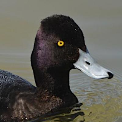 Lesser scaup (male)