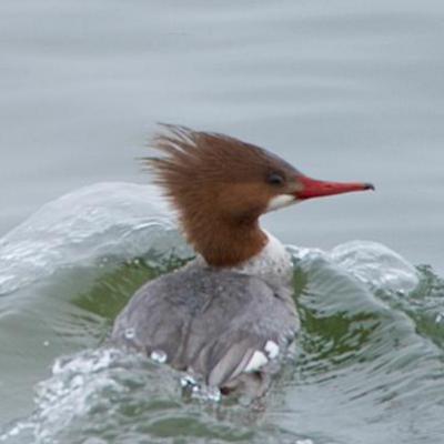 Common merganser- female