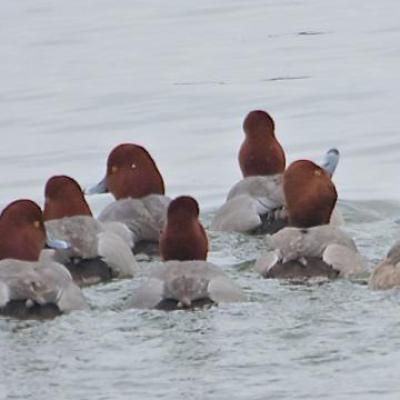 Redheads