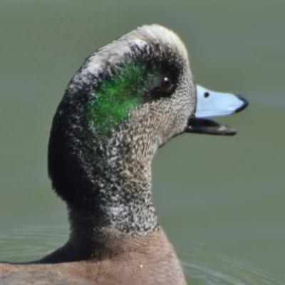 American wigeon-male