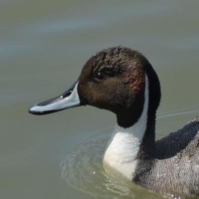 Pin-tailed duck -male
