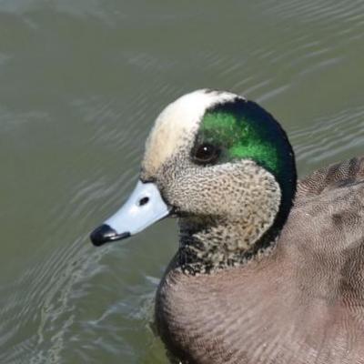 American wigeon -male