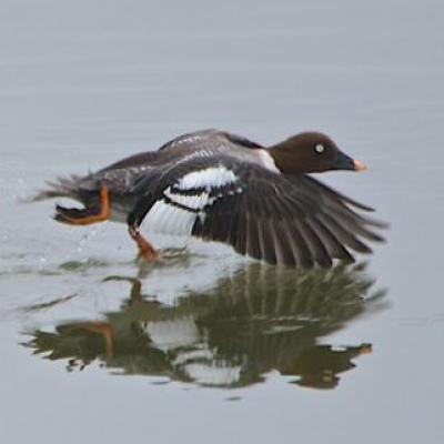 Common goldeneye - female