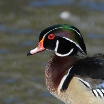 Wood duck -male