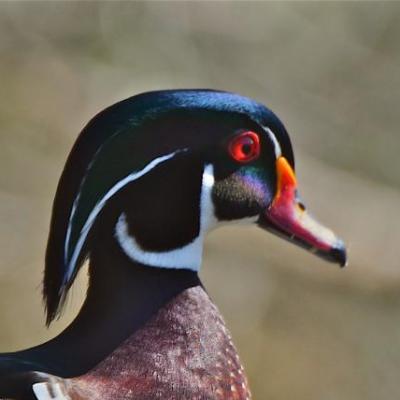 Wood duck -male