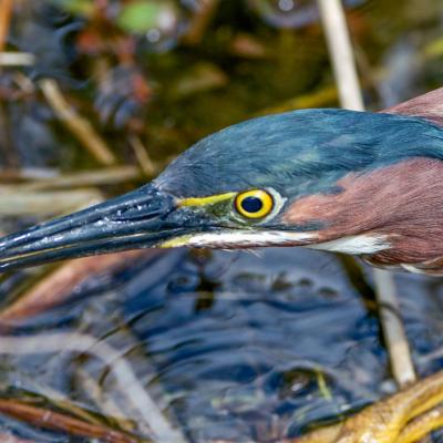 Green heron