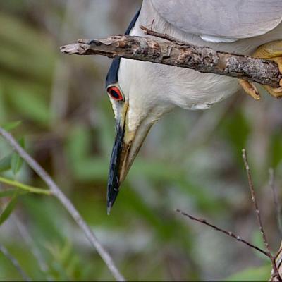 Black-crowned night heron