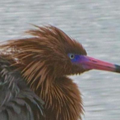 Reddish egret
