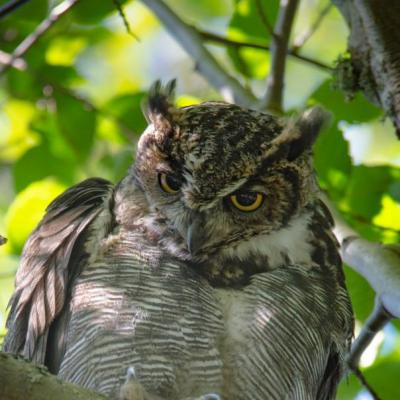 Great-horned owl