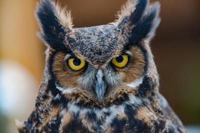 Great-horned owl