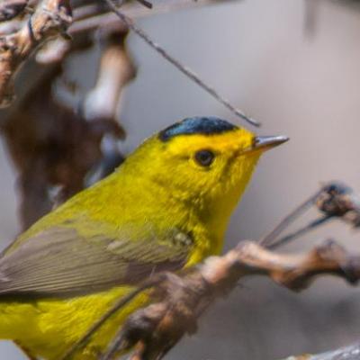 Wilson's warbler