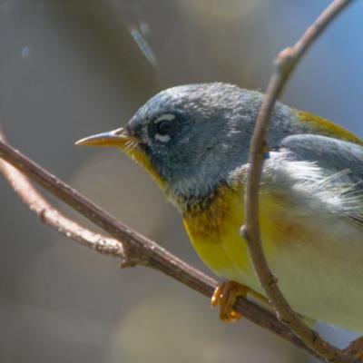 Northern parula