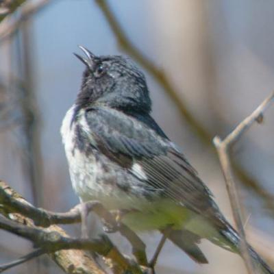 Black-throated blue warbler