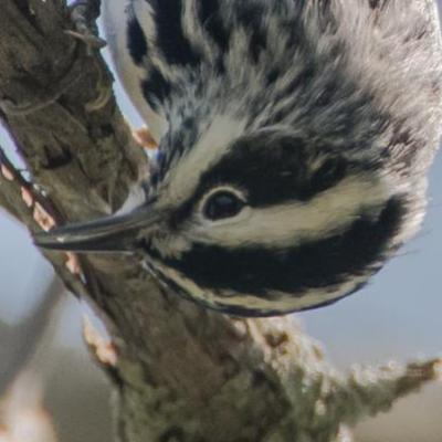 Black and white warbler