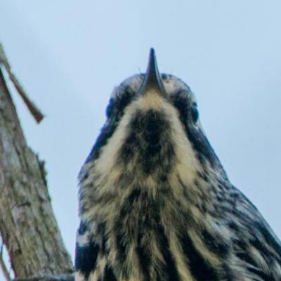 Black and white warbler