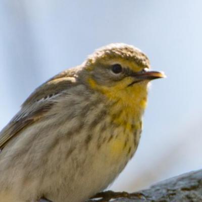 Cape May (female) warbler