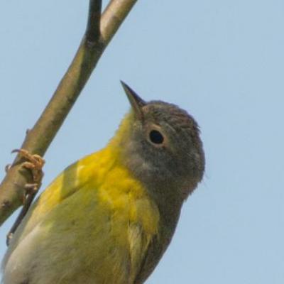 Nashville warbler