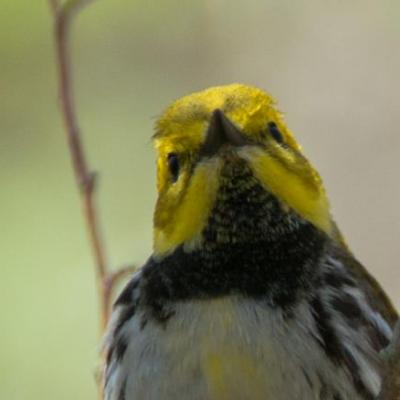 Black-throated green warbler