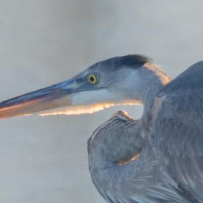 Great blue heron, tiptoe on the ice.