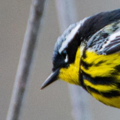 Magnolia warbler