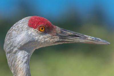 Sandhill crane, Reifel Sanctuary